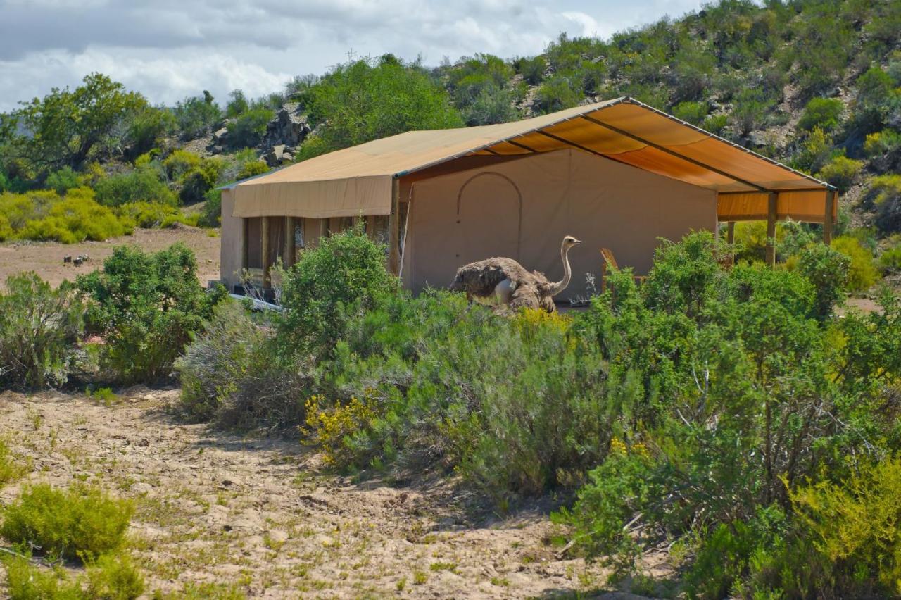 African Game Lodge Montagu Kültér fotó