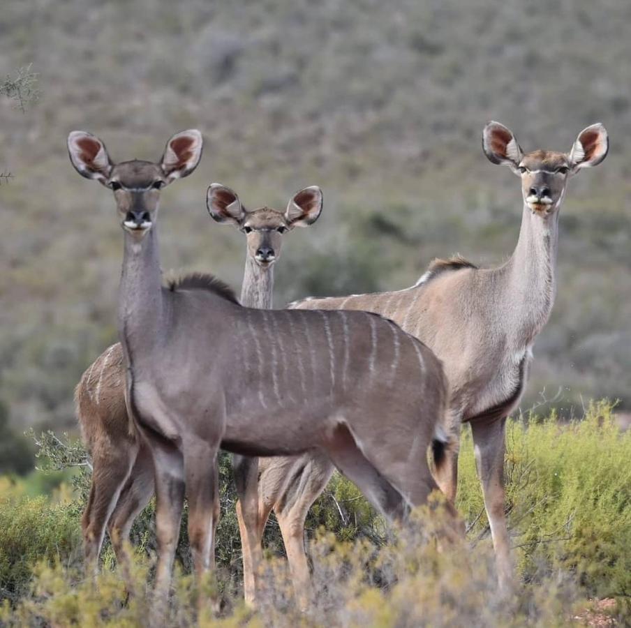 African Game Lodge Montagu Kültér fotó